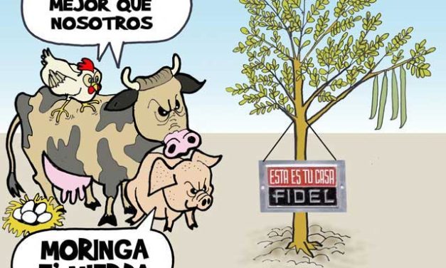 El regreso de la moringa, burla a los cubanos