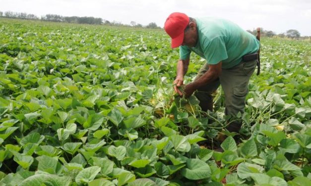 ¿Sabías que Cuba en 1957 era un gran exportador de alimentos y hoy tiene que importar el 80%?