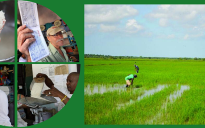 Falta de arroz en Cuba es otra prueba del fracaso agrícola del socialismo cubano