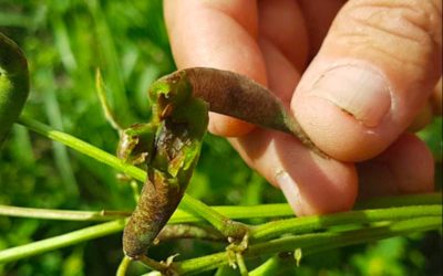 La escasez de frijoles en Cuba apunta al hambre