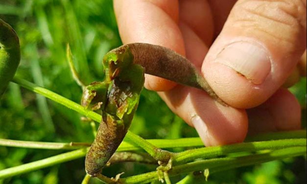 La escasez de frijoles en Cuba apunta al hambre
