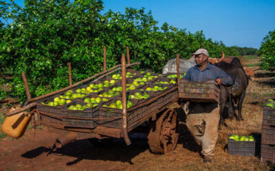 ¿Por qué Cuba produce hoy 10 veces menos cítricos que en 1990?