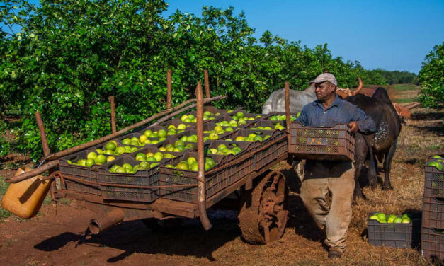 ¿Por qué Cuba produce hoy 10 veces menos cítricos que en 1990?