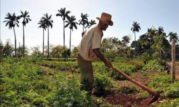 LIBERTAD PARA QUE EL CAMPESINO CUBANO SIEMBRE LO QUE QUIERA