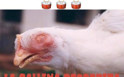 Los memes de las gallinas decrépitas