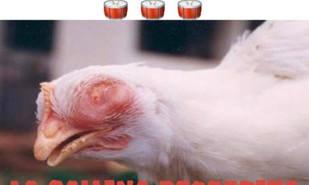 Los memes de las gallinas decrépitas