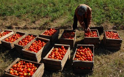 Antes fue el Rey del Queso, ahora le tocó ir a prisión al Rey del Tomate