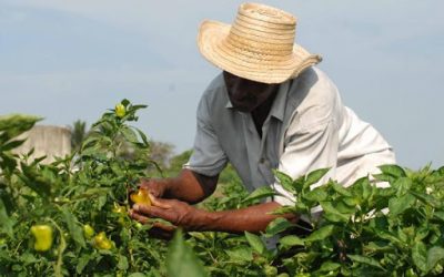 Hostigamiento a campesinos agrava hambre en Cuba
