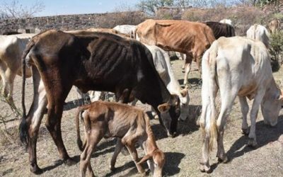 El régimen cubano, no la sequía, mata de hambre a las vacas