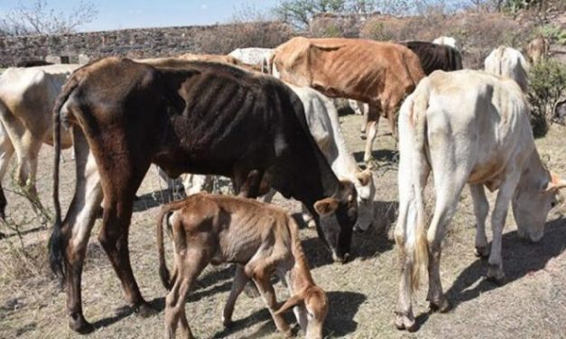 El régimen cubano, no la sequía, mata de hambre a las vacas