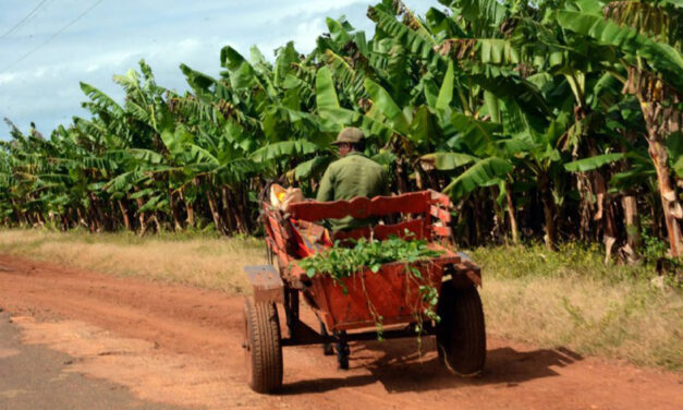 Patrullas paramilitares para evitar robo de cosechas en una Cuba hambrienta