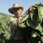 ¿Está también el tabaco cubano en peligro de extinción?