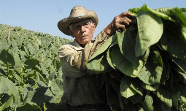 ¿Está también el tabaco cubano en peligro de extinción?