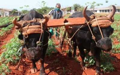 Nuevo impuesto a campesinos cubanos agrava escasez de alimentos y la inflación