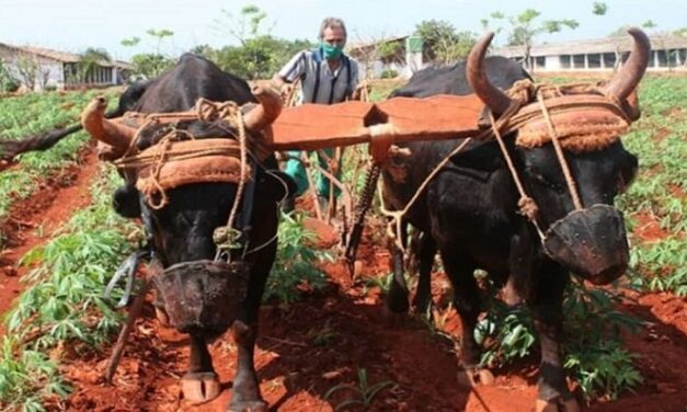 Nuevo impuesto a campesinos cubanos agrava escasez de alimentos y la inflación
