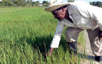 Faltará en Cuba el 44% del arroz necesario para cubrir el consumo nacional