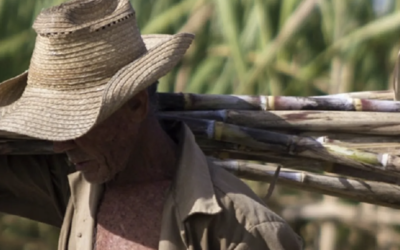 Terminó la más baja zafra azucarera de Cuba desde hace 154 años
