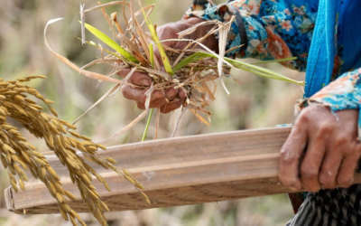 Ni alejar el “estrago” en el estómago con arroz pueden los cubanos